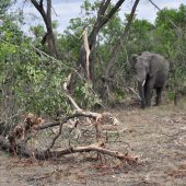  The Serengeti, TZ